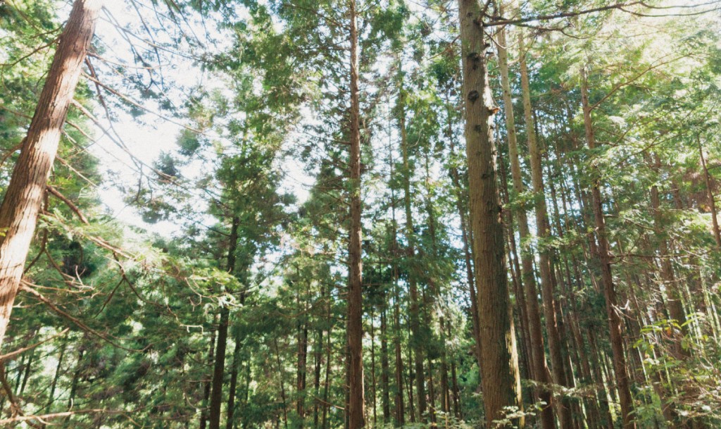 東京の森を身近に感じられる繋がり Tokyo Wood